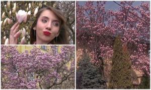 Cât costă să plantezi o magnolie în propria curte. Durează 15 ani ca arborele să ajungă la maturitate