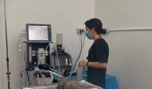 Dispozitiv de ultimă generaţie la spitalul veterinar din Iaşi: "Pentru copilaşul nostru, între ghilimele, ne dorim tot ce e mai bun!"