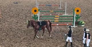 "Suntem pasionate de cai". Armăsarii au făcut spectacol pentru doamne, la Târgu Mureş, de Ziua Femeii