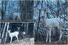 Un exemplar rar de căprioară albă, surprins pe traseul din zona Valea Porții din Bran. Motivul pentru care culoarea blănii este atât de specială
