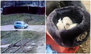 Gălăţean surprins când aruncă din maşină trei căţeluşi. A încercat să fugă, dar martorii l-au dat pe mâna poliţiei