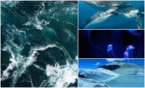 Oceanele lumii sunt mai fierbinți ca niciodată. Un nou avertisment al meteorologilor, după ce temperaturile apelor au atins niveluri record