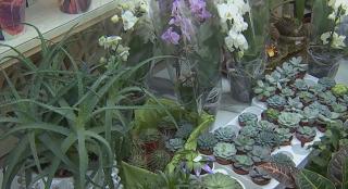 Cele mai periculoase două plante de ţinut în casă. Pot omorî animalele de companie