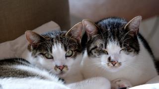 Deputatul care a condamnat piscile la moarte şi-a retras proiectul, după ce a primit ameninţări. "Pisicile astea nu fac nimic. Mai degrabă fac oamenii"