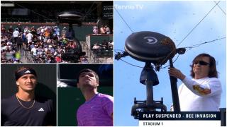 Mii de albine au invadat terenul la un meci de tenis din SUA: "Sunt îngrozit. M-am ascuns". Cine a reuşit să salveze situaţia
