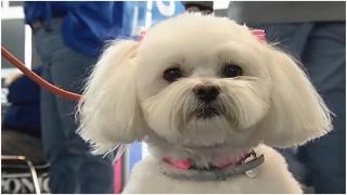 PetExpo, târgul unde animalele de companie sunt vedetele. Coafurile personalizate, hainele de sezon şi accesoriile cu pietre preţioase, în tendinţe