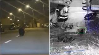 Alertă de urs la Ploieşti. Localnicii au primit Ro-Alert, dar au ieşit pe străzi să vadă animalul: "Foarte frumos. A venit în jungla noastră"
