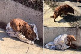 Un echipaj SMURD care se întorcea din misiune a salvat un căţel abandonat pe marginea drumului, în Botoşani. Animalul era captiv într-un sac