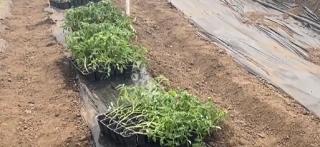 Claudia investeşte anual peste 15.000 de lei pentru cultura de "antibiotic natural". Cu ajutorul de la stat, leguma românească ar putea ajunge mai repede pe tarabe