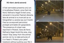 "Rambo 2", la Ploieşti. Un urs de 250 kg, de negăsit de mai bine de 24 de ore. Oamenii au primit avertizări RO-Alert, dar au ignorat mesajul