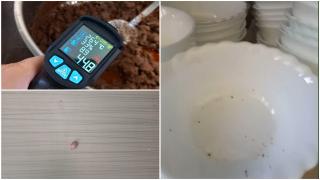 Cantina unui liceu din Timişoara, închisă de ANPC. Inspectorii au găsit excremente de şoareci în farfurii şi alimente expirate