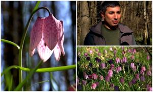 A înflorit laleaua pestriţă, "minunea" care mai creşte în doar câteva zone din România. Oamenii vin de la distanţe mari să o vadă