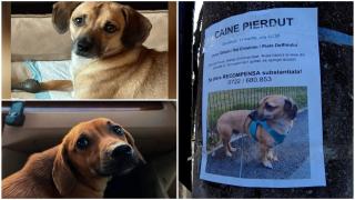 "Îmi este foarte dor de el". Patrocle, căţelul salvat şi adoptat după ce a fost abandonat în pădure. Animalul, căutat de zeci de oameni în Capitală