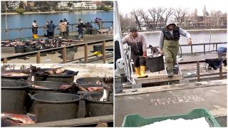 Zeci de kg de peşte, împrăştiate pe jos, pe pontonul Floreasca. După ore bune în soare, captura urma să ajungă în magazine şi apoi, pe mesele românilor