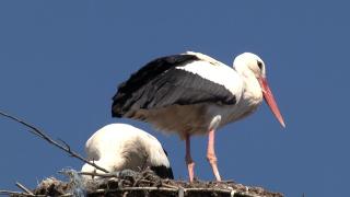 Berzele se întorc în ţară, după un drum de mii de kilometri. De ce au venit atât de devreme acasă