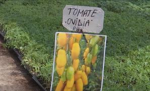 Roşiile-banană, tot mai populare printre agricultori. Cererea este uriaşă