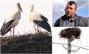 Un maramureșean a declarat război unor berze care și-au făcut cuib pe stâlpul de la poartă. A obținut inclusiv un ordin de ministru pentru mutarea înaripatelor