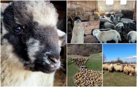 Carnea de miel, mai scumpă cu 10% faţă de anii trecuţi. Clienţii fac rezervări şi cu câteva luni înainte