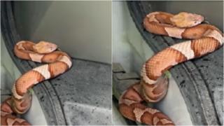 Șarpe veninos din America, găsit în mașină de un șofer din Hunedoara. Speriat, bărbatul a sunat imediat la 112