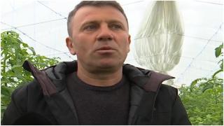 Leguma pe care a pariat Mircea, un producător din Buzău. Doar încălzirea îl costă 2.500 de lei pe zi, dar rezultatele sunt pe măsură: "Uitaţi cum arată"