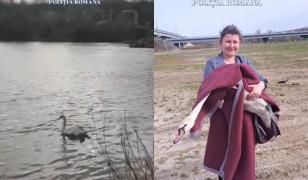 Lebădă, salvată de pe Autostrada A1. Un ţofer a sunat la 112, după ce a văzut pasărea aterizând printre maşini 