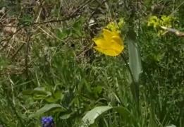 A înflorit laleaua galbenă, o specie unică în lume. Cel mai frumos spectacol oferit de natură