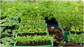 Legume proaspete la îndemână, cu o investiţie de doar câteva sute de lei. Produsele scoase la vânzare de legumicultori