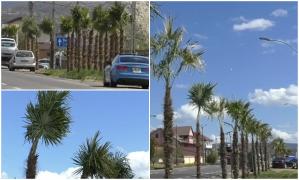 Satul din România unde s-au plantat 140 de palmieri, pe marginea drumului. Primăria a cheltuit 100.000 ca să arate ca Palm Beach din Florida