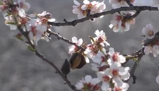 Satul din România celebru pentru cireşii înfloriţi ca în Japonia. E recunoscut şi pentru un soi "ciudat" care se găseşte în fiecare gospodărie