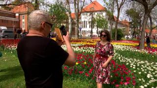 Oraşul din România unde au înflorit peste 100.000 de lalele. Oamenii vin din întreaga ţară să le admire şi să-şi facă poze aici