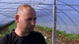 Maxim a investit 10.000 de euro în afacerea lui, dar roadele sunt pe măsură. Leguma se vinde acum la preţ triplu