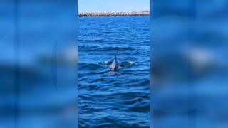 Spectacol inedit în Portul Agigea din Constanţa. Delfinii, plimbare în apropierea ţărmului Mării Negre