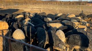 Carnea care se vinde cu peste 100 de lei kilogramul. Guvernul vrea să le dea 2.000 de lei pentru fiecare animal românilor