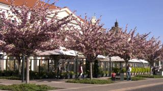 Au înflorit şi la noi cireşii japonezi, simbol ale vieții și renașterii. Românii profită de explozia de culoare şi parfum, pe străzile din Oradea