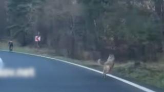 Lup sau câine cehoslovac? Experţii lămuresc misterul biciclistului urmărit în Poiana Braşov