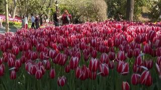 Spectacolul lalelor, în Istanbul. Turiştii, fascinaţi de florile care au o semnificație culturală aparte în istoria Turciei