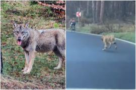Lupul care a urmărit un biciclist ar fi fost turbat. Specialiştii se contrazic în soluţii: "Un comportament anormal"