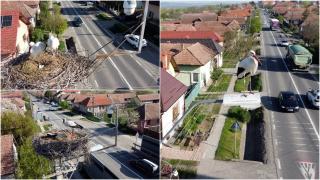 Berzele au devenit vedetele unei localități din Mureș. Bartha are grijă de ele de 15 ani: "Au devenit membri de familie. Ne pare rău când pleacă"