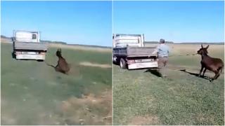 Bărbat din Mehedinți, filmat în timp ce își târăşte măgarul după maşina aflată în mers. Polițiștii au privit fără să oprească tortura animalului