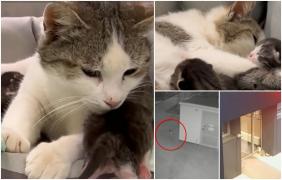 "Ne-a emoţionat foarte mult". O pisică fără stăpân din Iaşi, lecţie incredibilă de viaţă. A mers singură la o clinică veterinară ca să îşi aducă pe lume în siguranţă puii