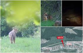 Cartierul terorizat de şacali. Oamenii s-au adunat cu greble şi sape ca să alunge fiarele de lângă blocuri