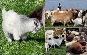 Carnea de ied câştigă teren de la an la an la masa de Paşte. Cererea este atât de mare încât oamenii se înscriu pe liste cu câteva luni înainte