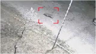 Panică într-o comună din Caraș Severin. Un lup care căuta mâncare a fost atacat de câini: lupta a fost surprinsă de camere