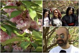 Festivalul Sakura, spectacol de culoare în Parcul Herăstrău. Cireşii înfloriţi au impresionat bucureştenii: "E extraordinar"