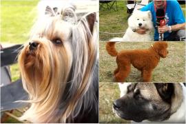 Sute de căţei de rasă din ţară şi din străinătate se întrec în frumuseţe la Bistriţa. Câştigătorii vor fi premiaţi cu diplome, dar şi cu hrană din belşug