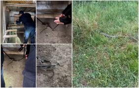 Şarpe de doi metri găsit în coteţul găinilor dintr-o gospodărie dintr-o comună de Mehedinţi