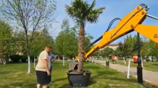 Primăria din Motru a decis să împodobească străzile din oraş cu palmieri