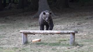 Saga ursului care dă târcoale Bucureştiului continuă. Un şofer spune că sălbăticiunea i-a tăiat calea pe DN1, în apropiere de Tâncăbeşti