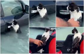 Momentul emoţionant când o pisicuţă este salvată din mijlocul apelor în Dubai. Animalul se prinsese în disperare de portiera unei maşini