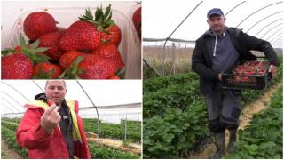 Au apărut primele căpşuni româneşti în pieţe. Cu cât se vinde un kilogram 